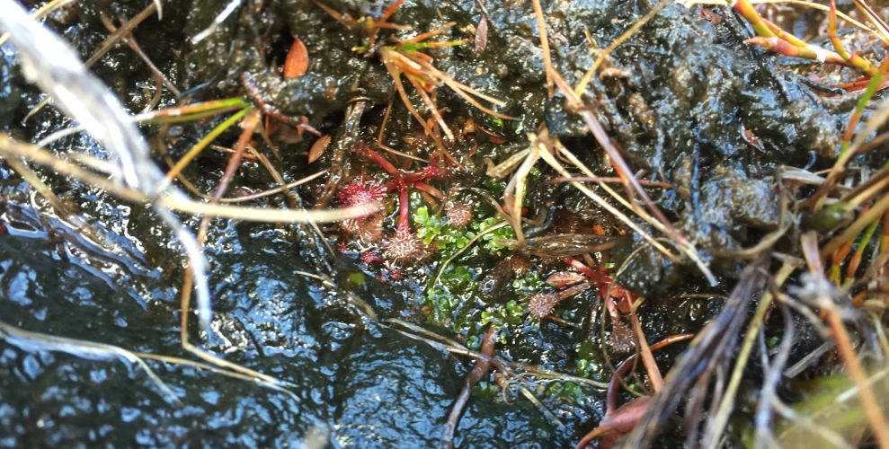 Last of the native alpine carnivorous Drosera Spatulata hanging on before winter.